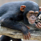 Illustration for article titled Laboratory Chimps Saved, Long Live the Chimps!
